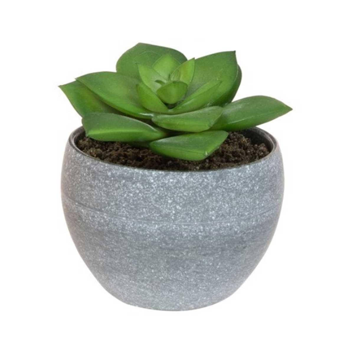 Succulents in a Grey Pot, Assorted