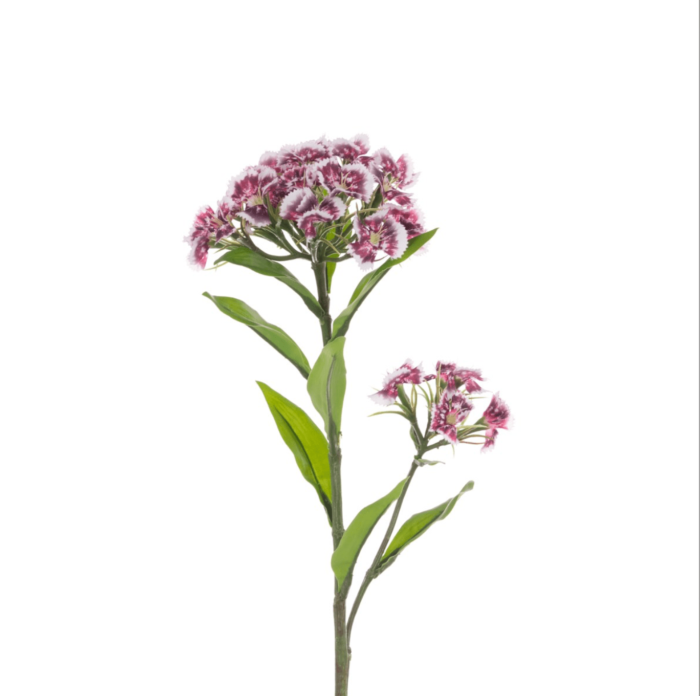 Sweet William Spray