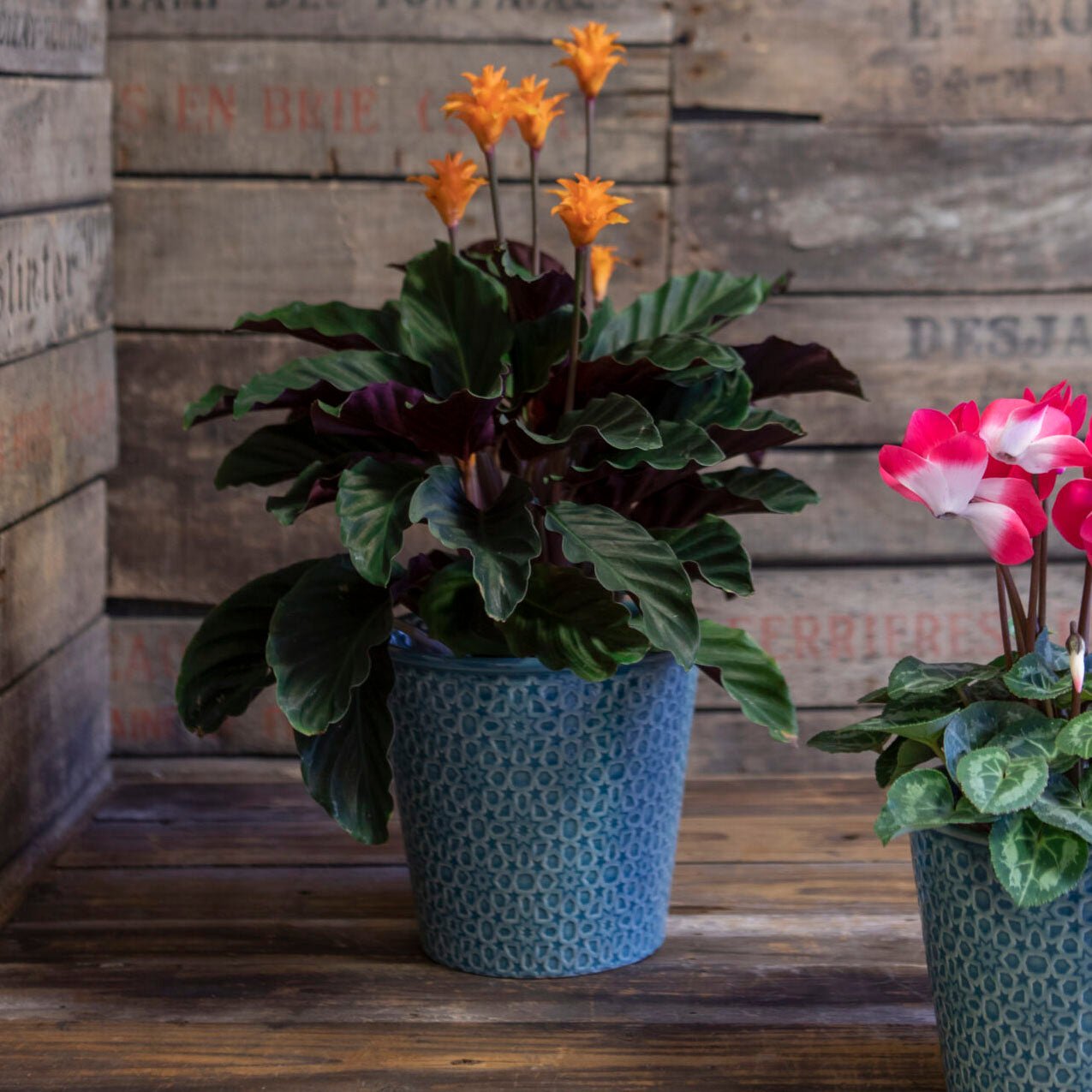 Teal Estelle Pot, Large