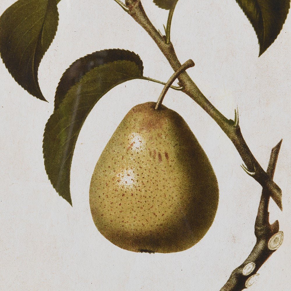 Vintage Style Pear Prints