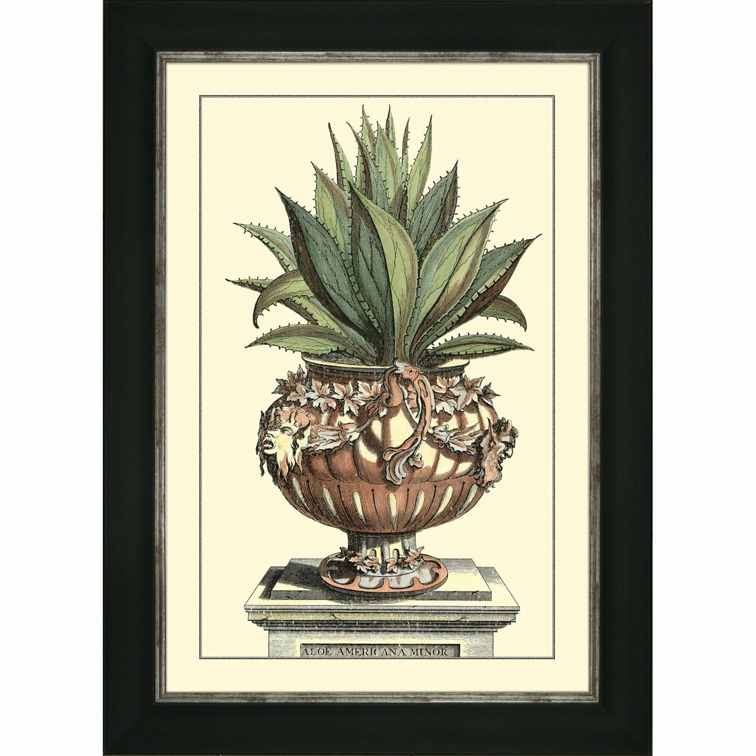 Antique Aloe IV
