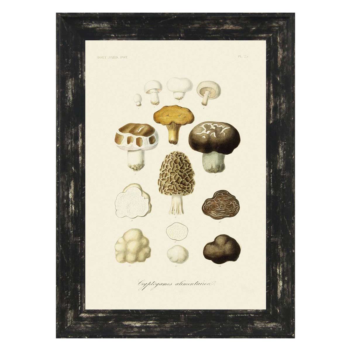 Antique Mushrooms Artwork