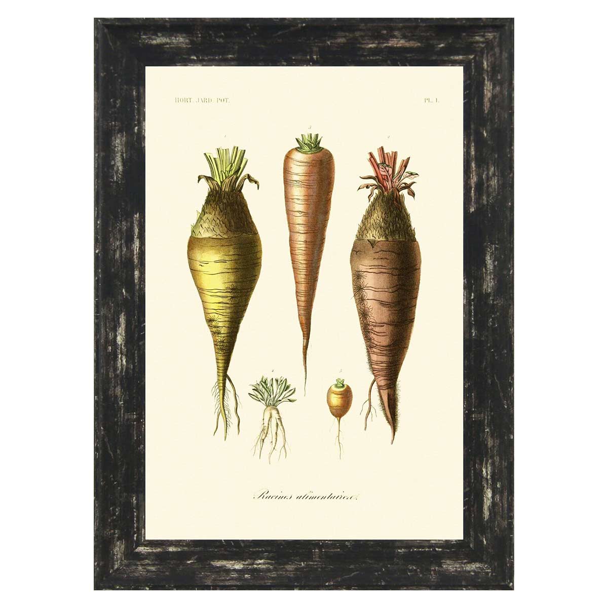 Antique Vegetables Artwork
