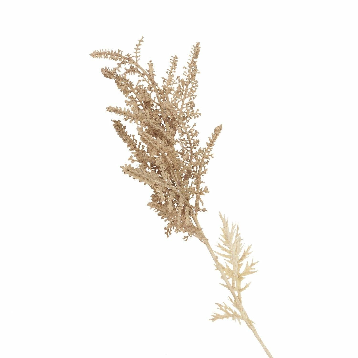 Astilbe, Bleached