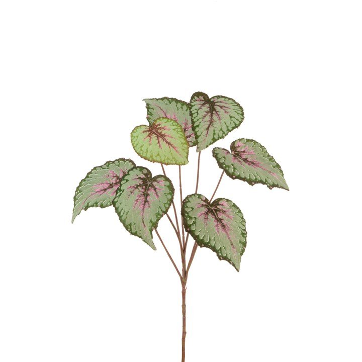 Begonia Leaf Spray