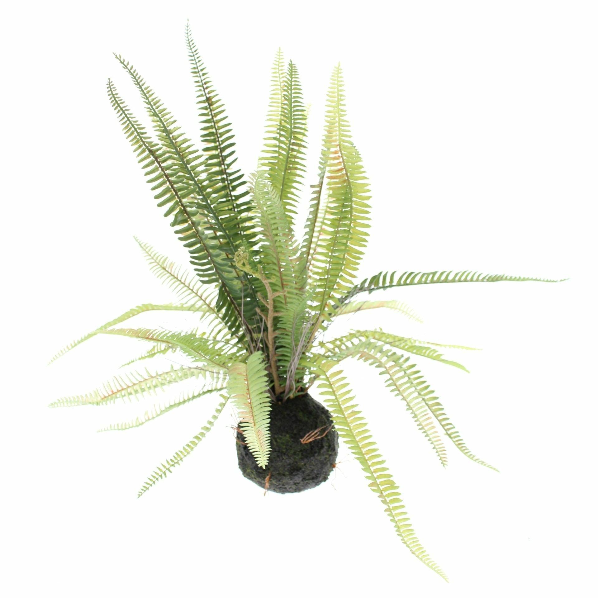 Boston Fern in Soil Ball
