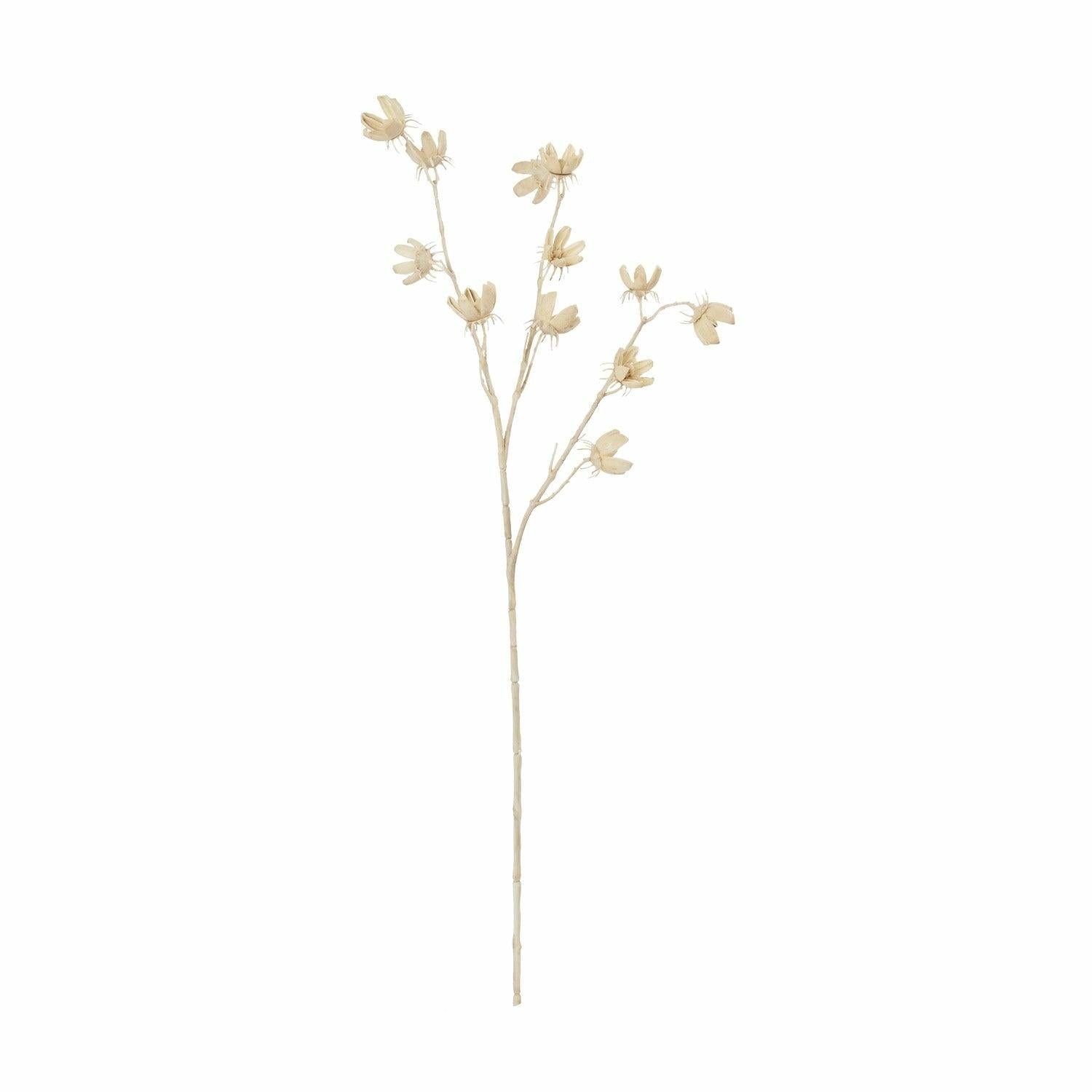 Cotton Pod, Bleached