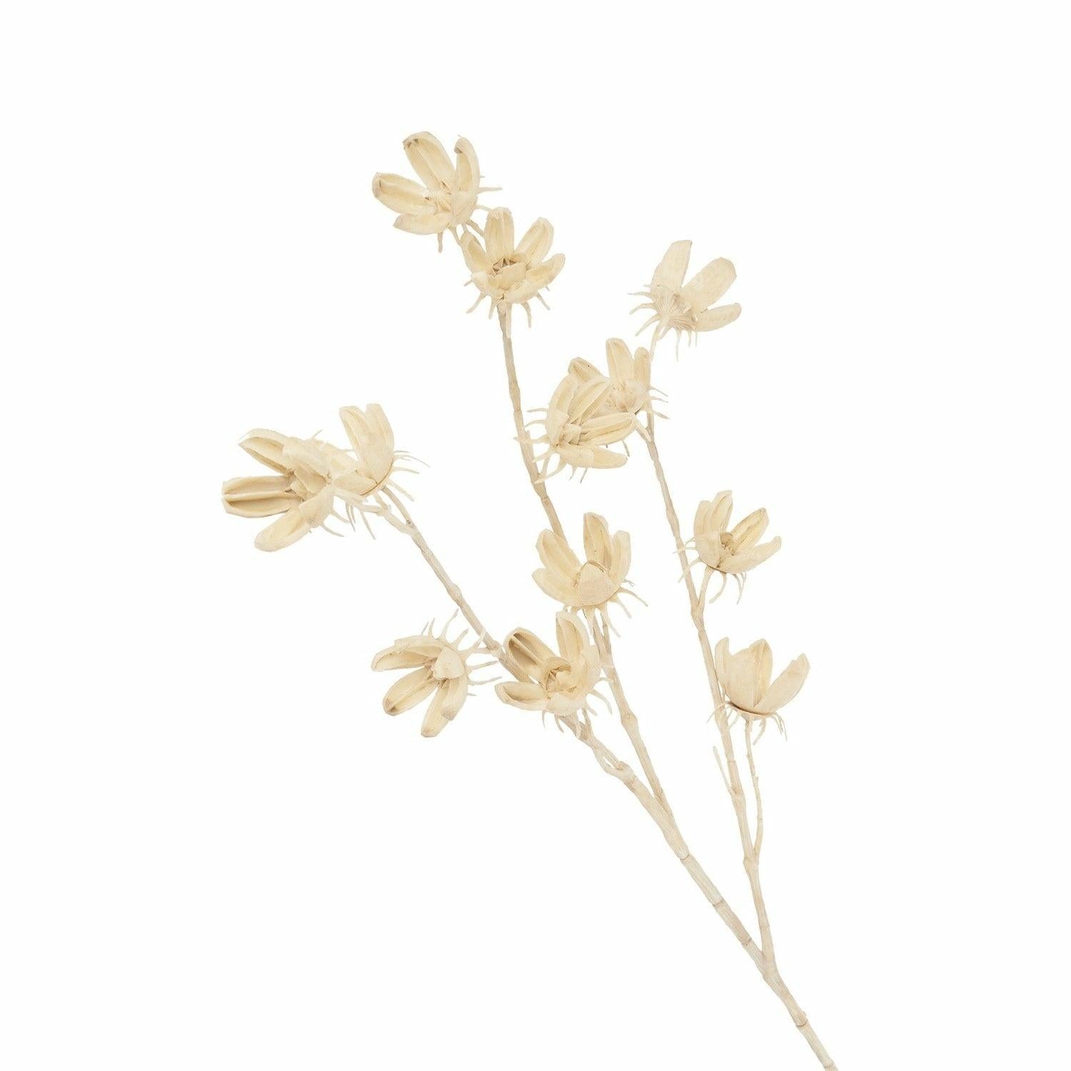 Cotton Pod, Bleached