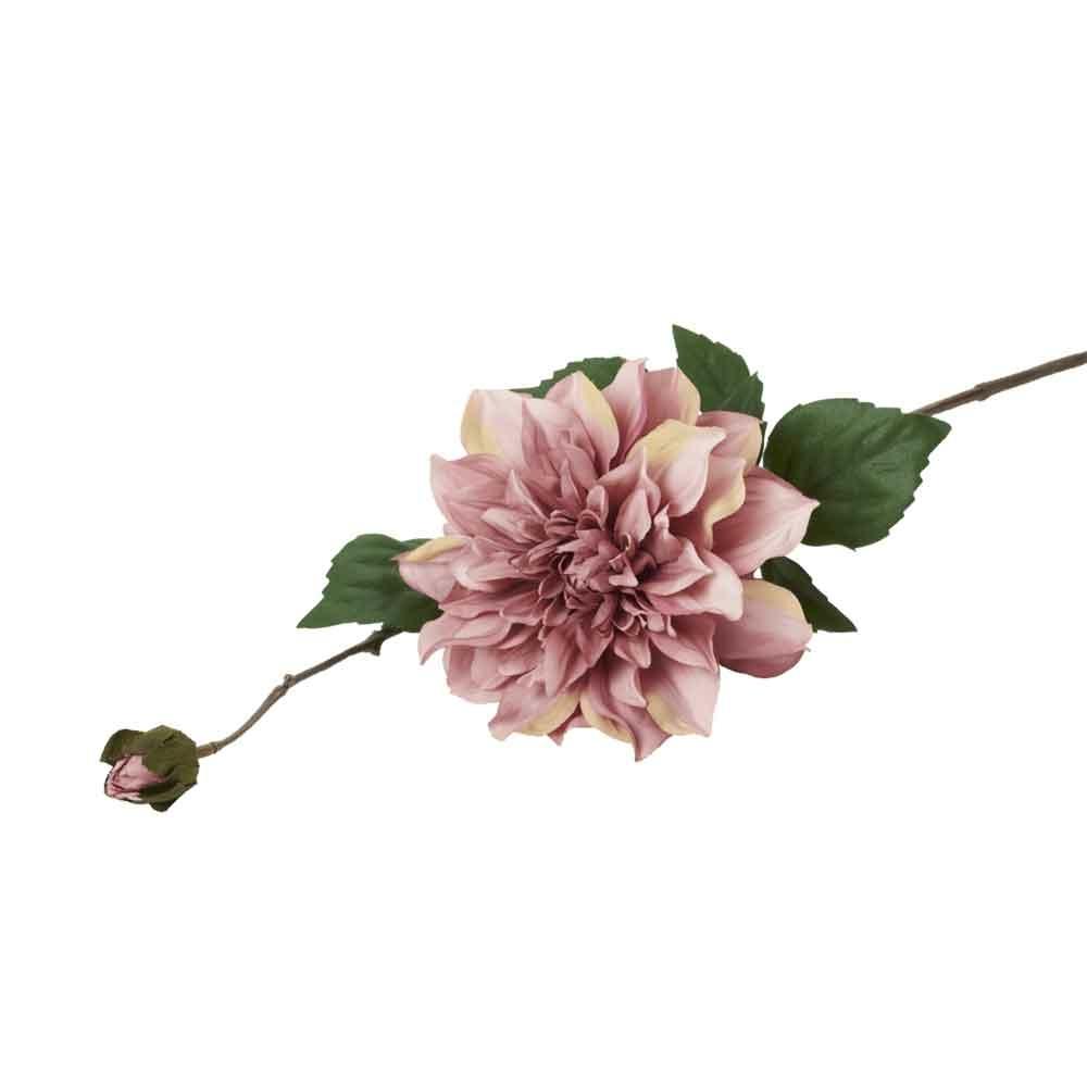 Dahlia Stem, Labyrinth