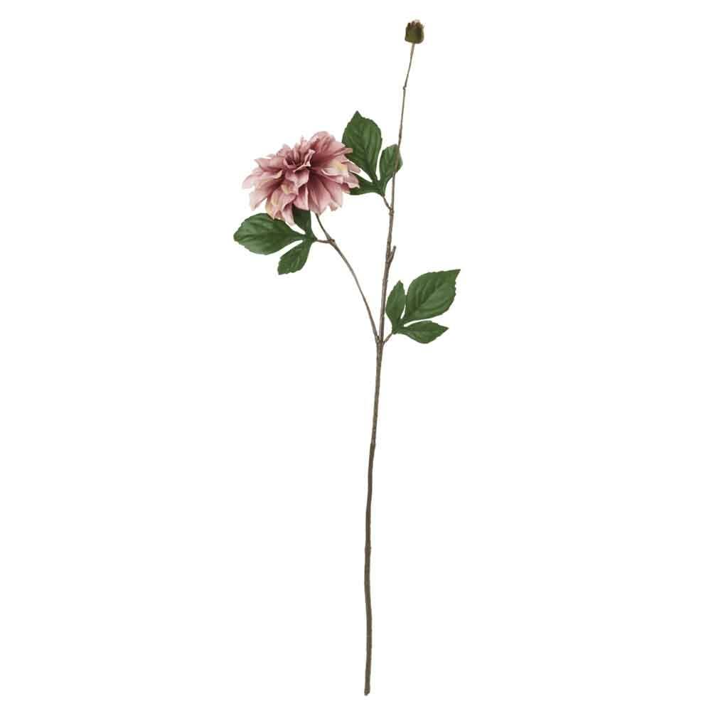 Dahlia Stem, Labyrinth