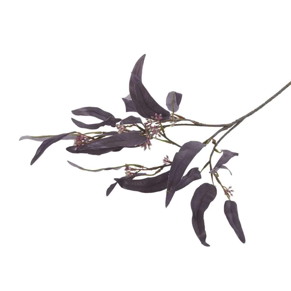 Eucalyptus Nicolii Plum