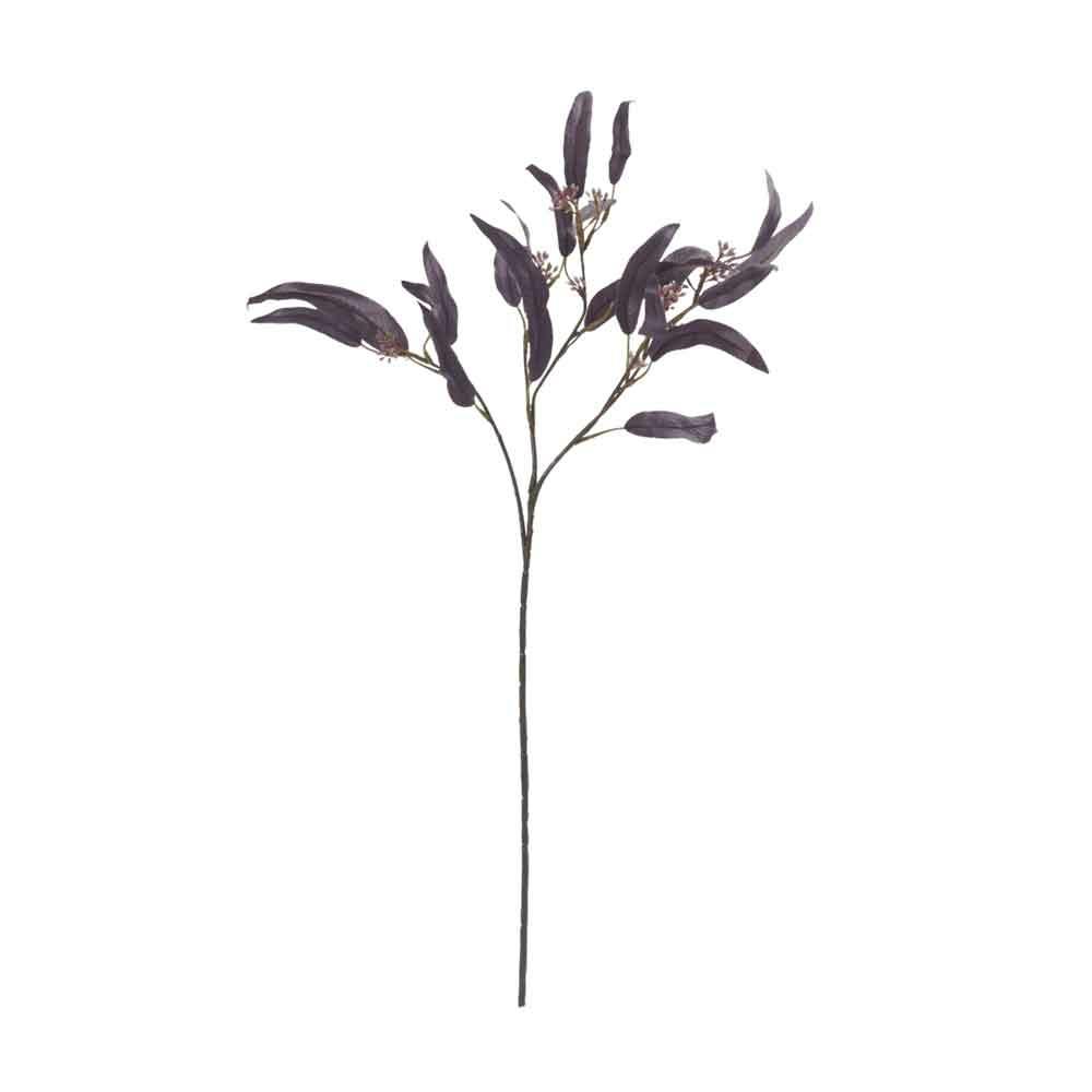 Eucalyptus Nicolii Plum