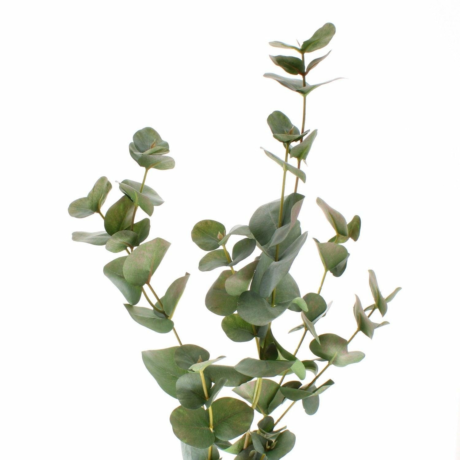 Eucalyptus Spray 90cm