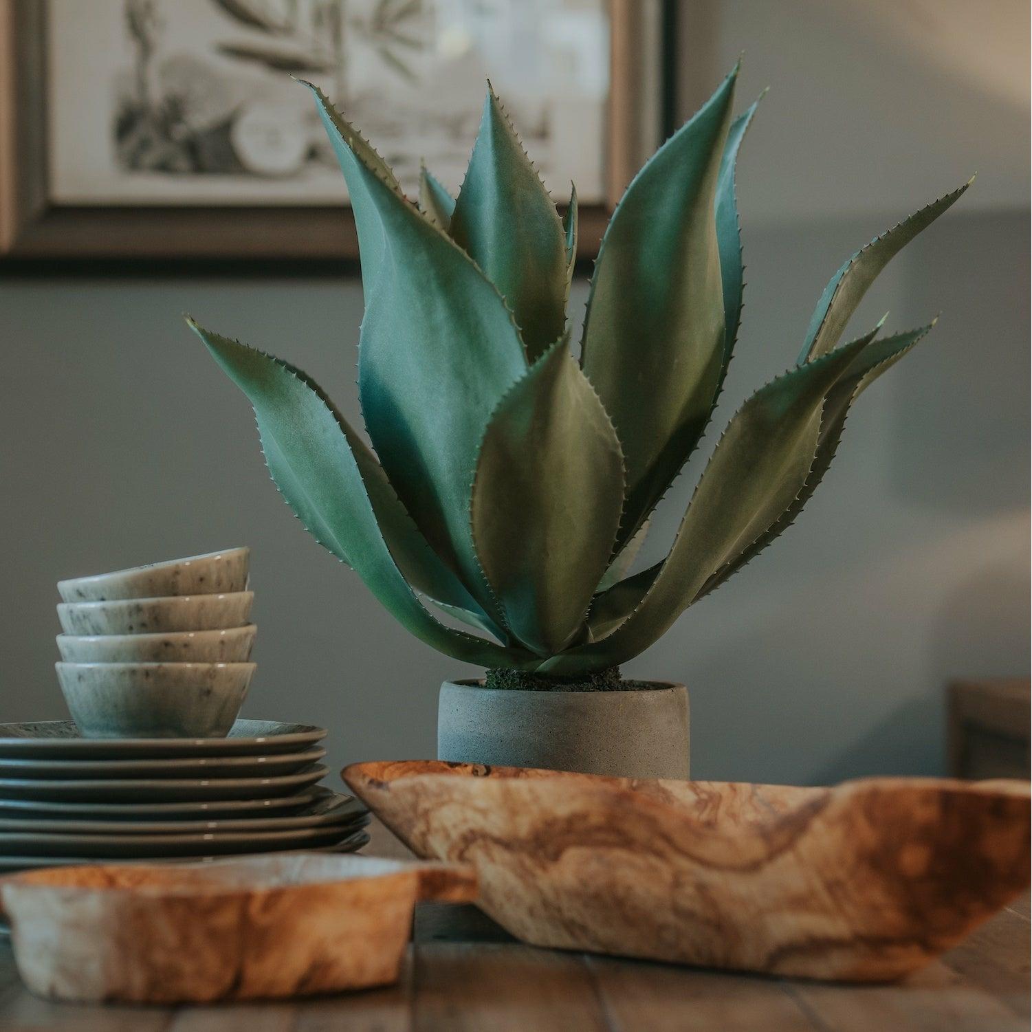 Green Aloe Vera Plant in Grey Pot