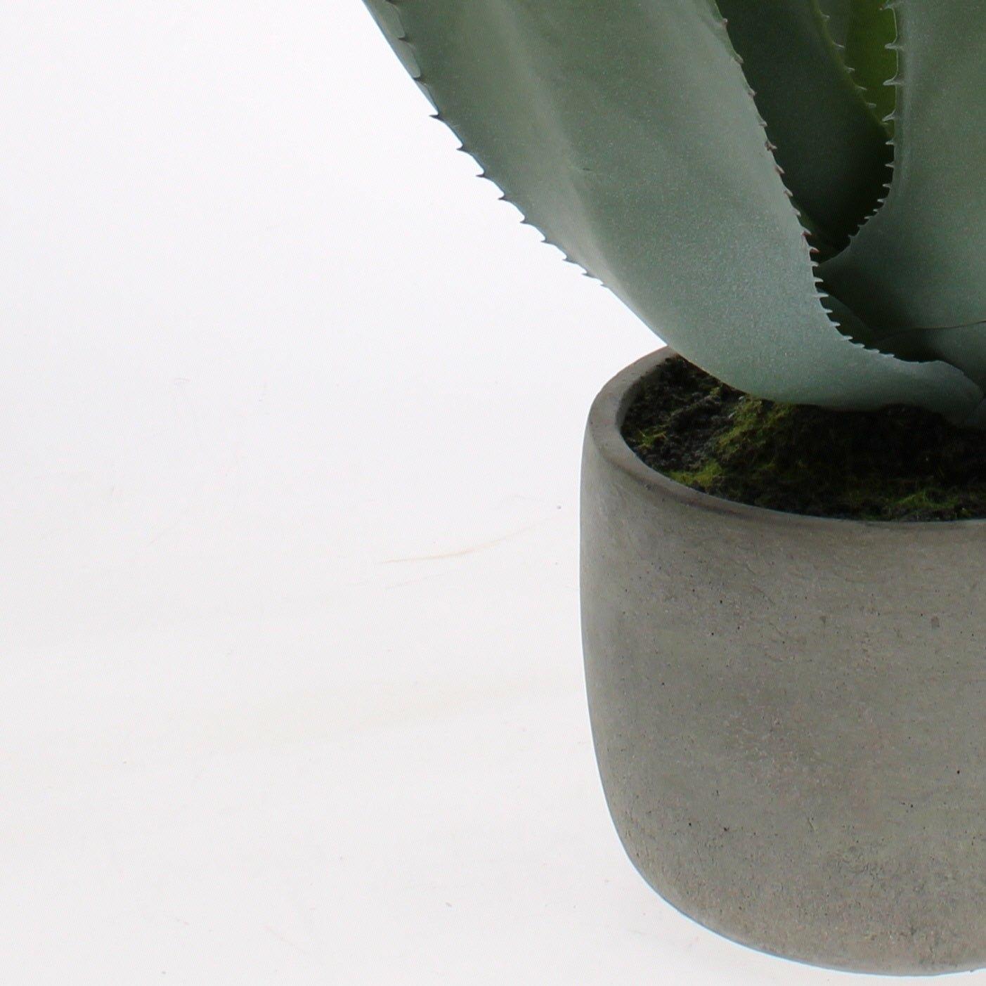 Green Aloe Vera Plant in Grey Pot