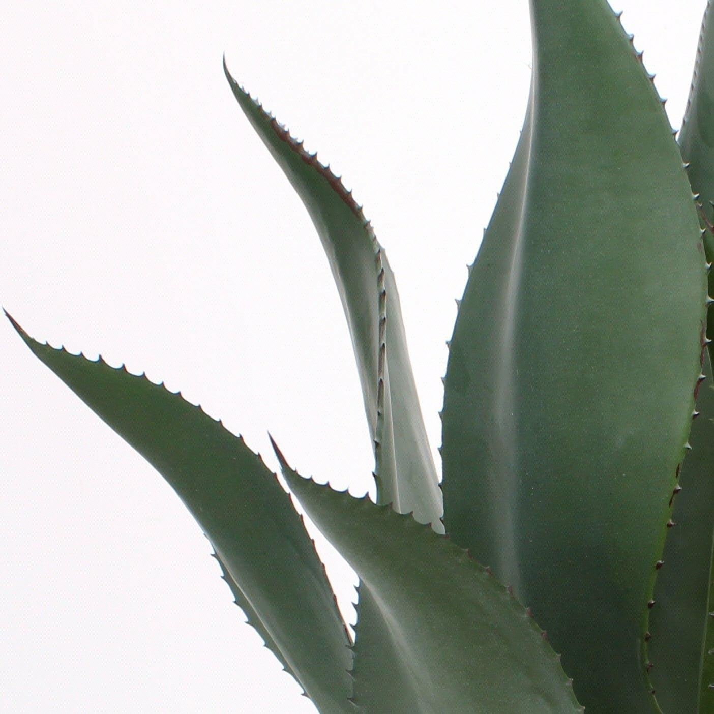 Green Aloe Vera Plant in Grey Pot