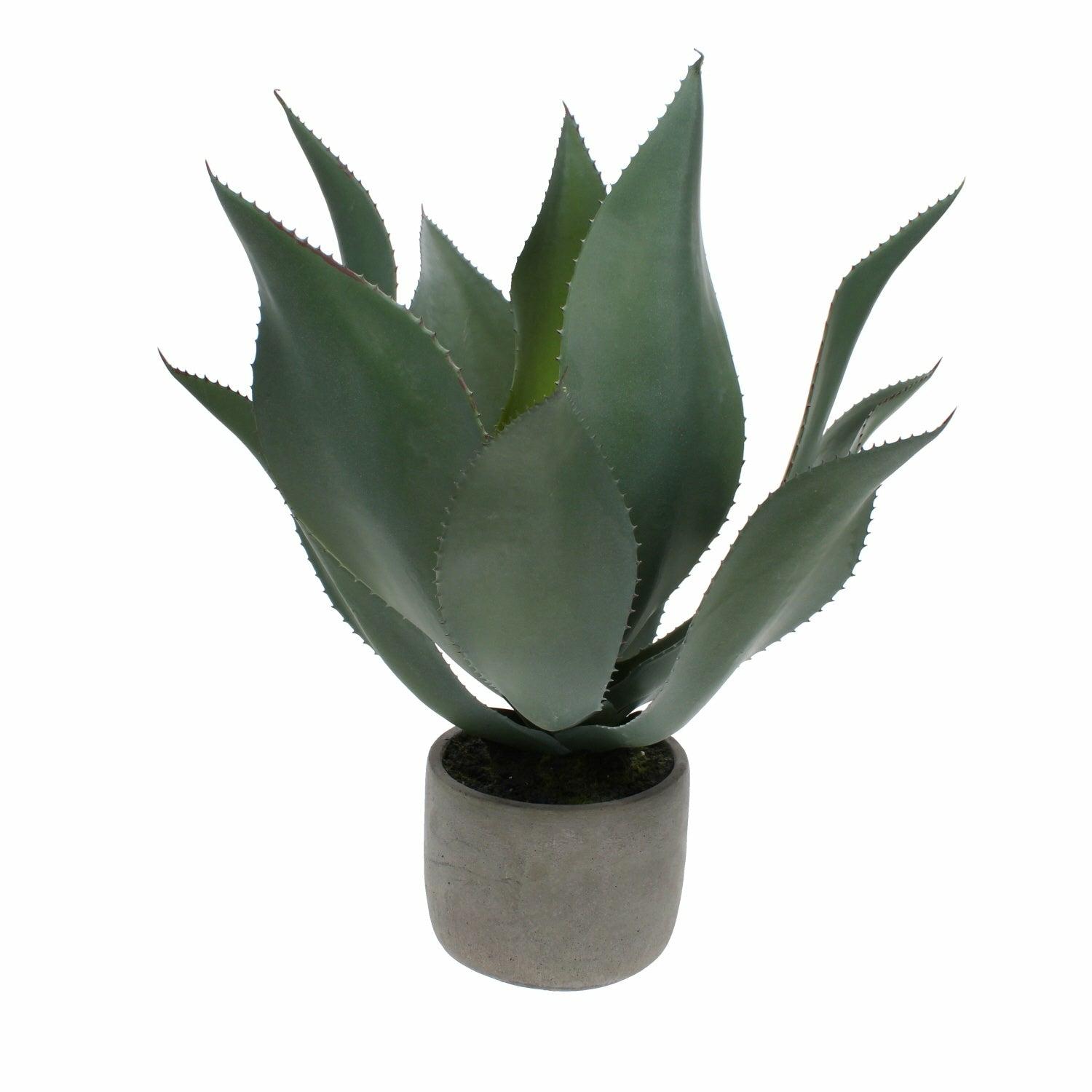 Green Aloe Vera Plant in Grey Pot