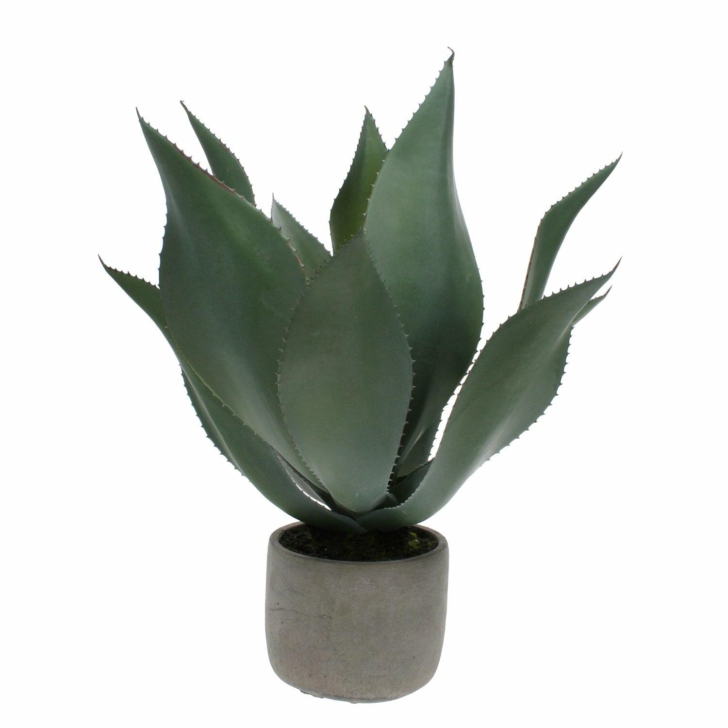 Green Aloe Vera Plant in Grey Pot