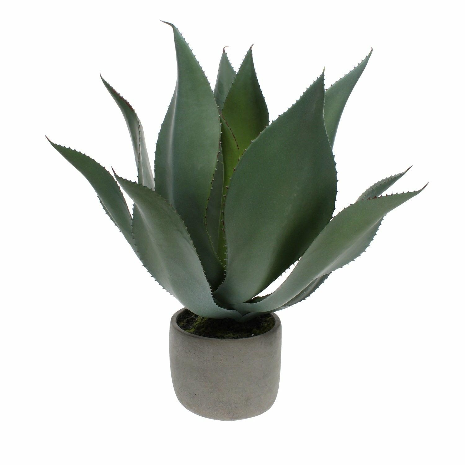 Green Aloe Vera Plant in Grey Pot