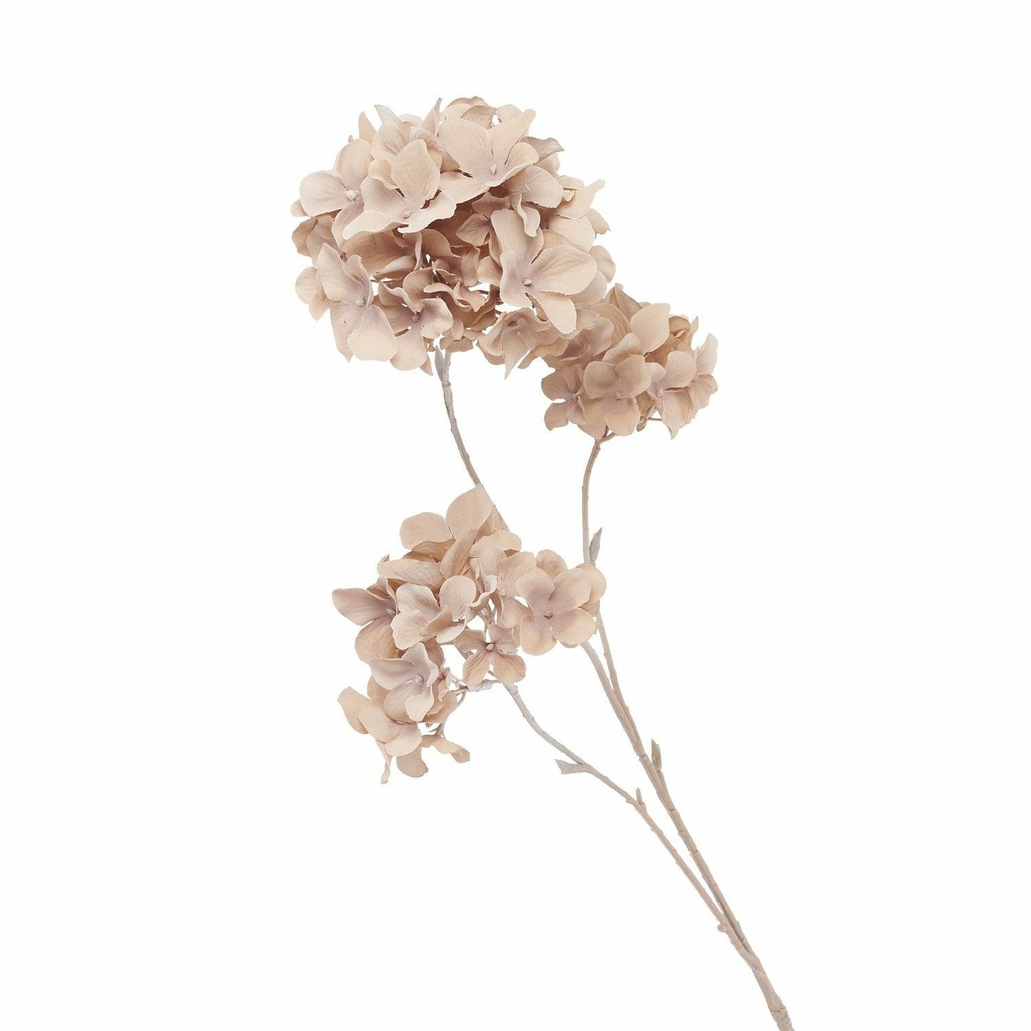 Hydrangea Paniculata