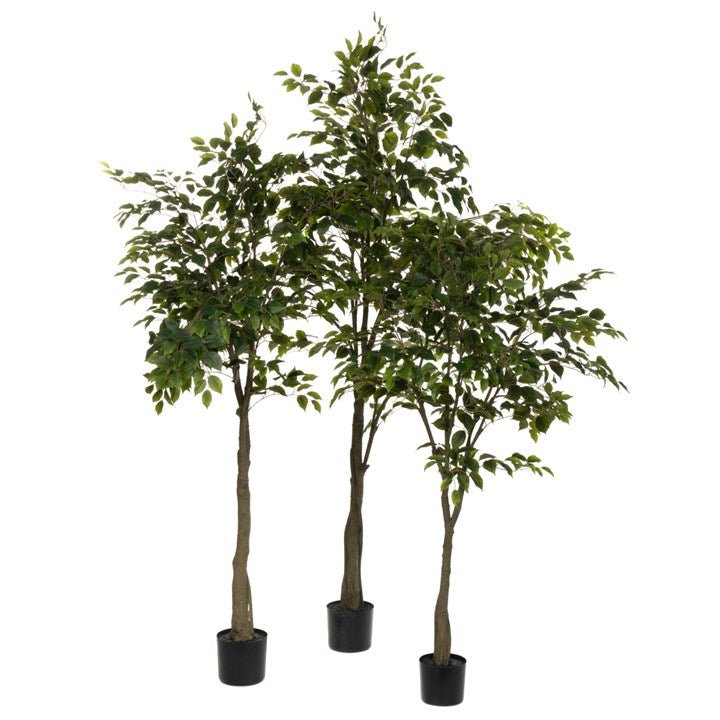 Large 150cm Ficus Tree