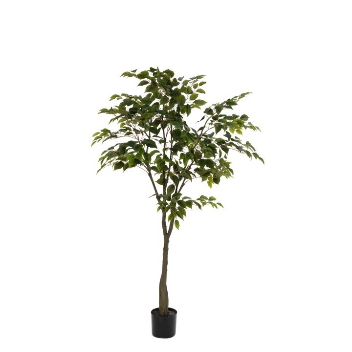 Large 150cm Ficus Tree