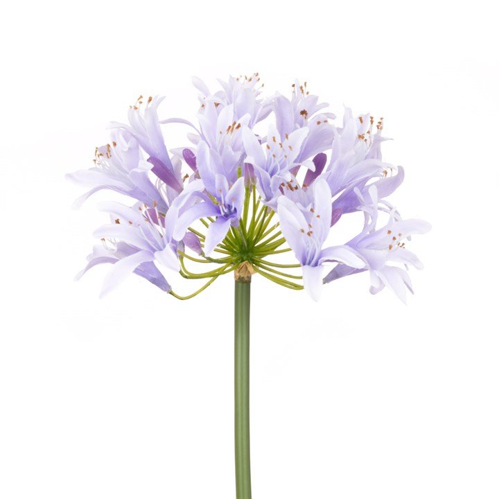 Large Lilac Agapanthus Stem