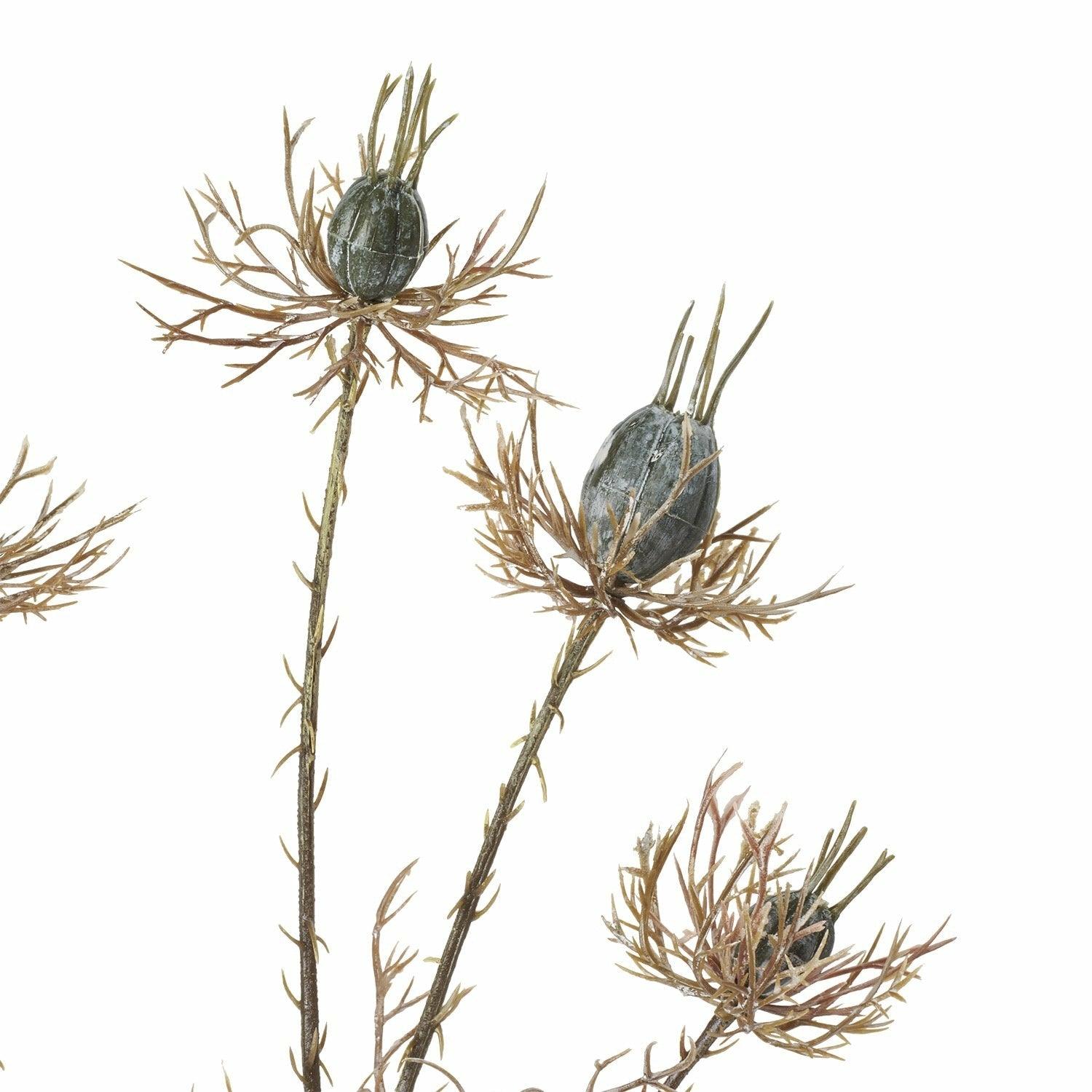 Nigella Demascena