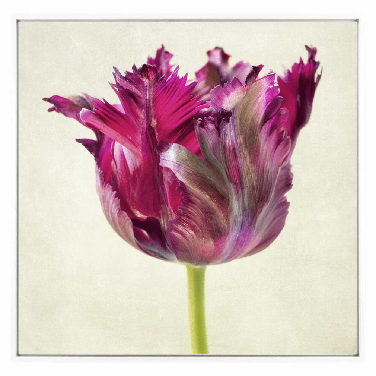 Parrot Tulip Artwork