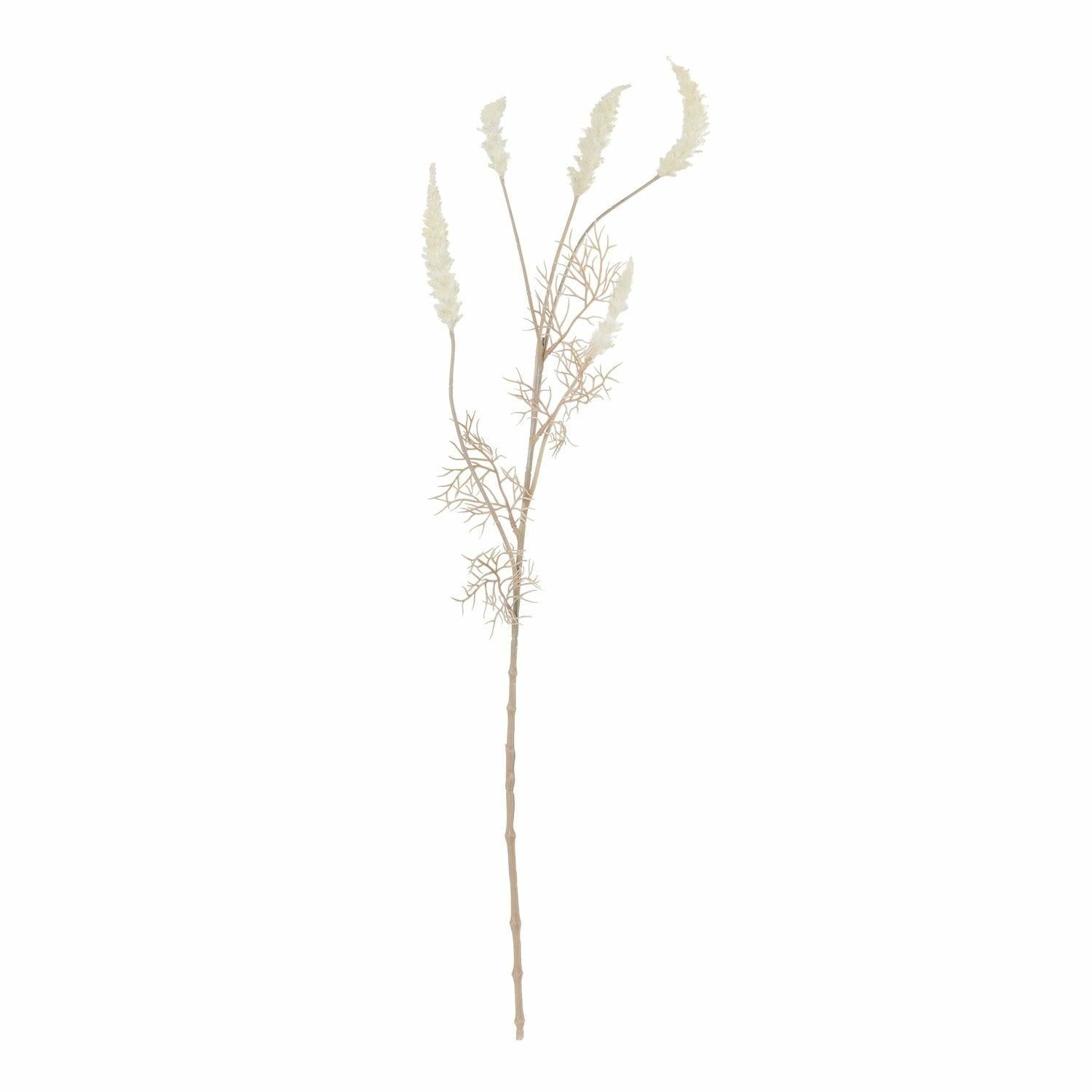 Phalaris, Bleached