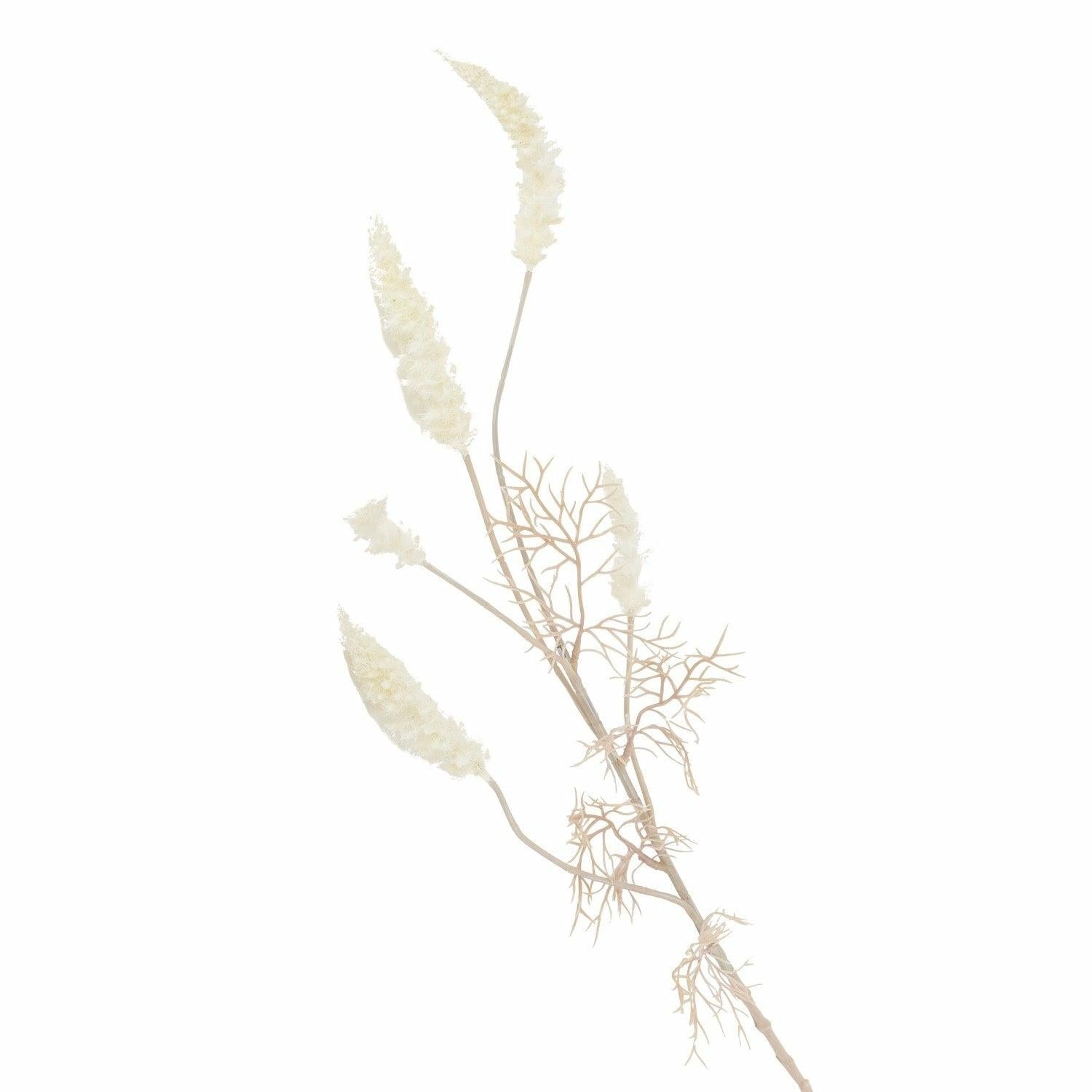 Phalaris, Bleached