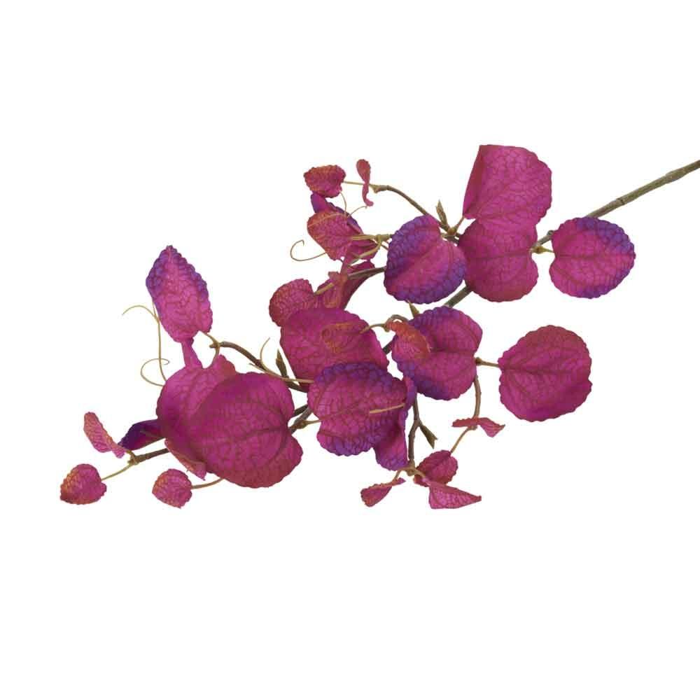 Populus Stem in Magenta