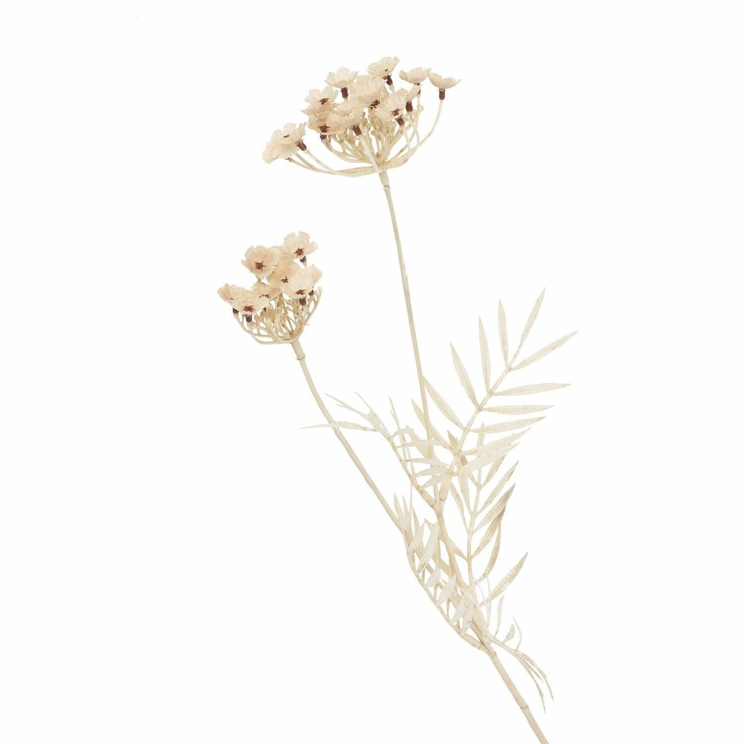 Queen Anne's Lace, Bleached
