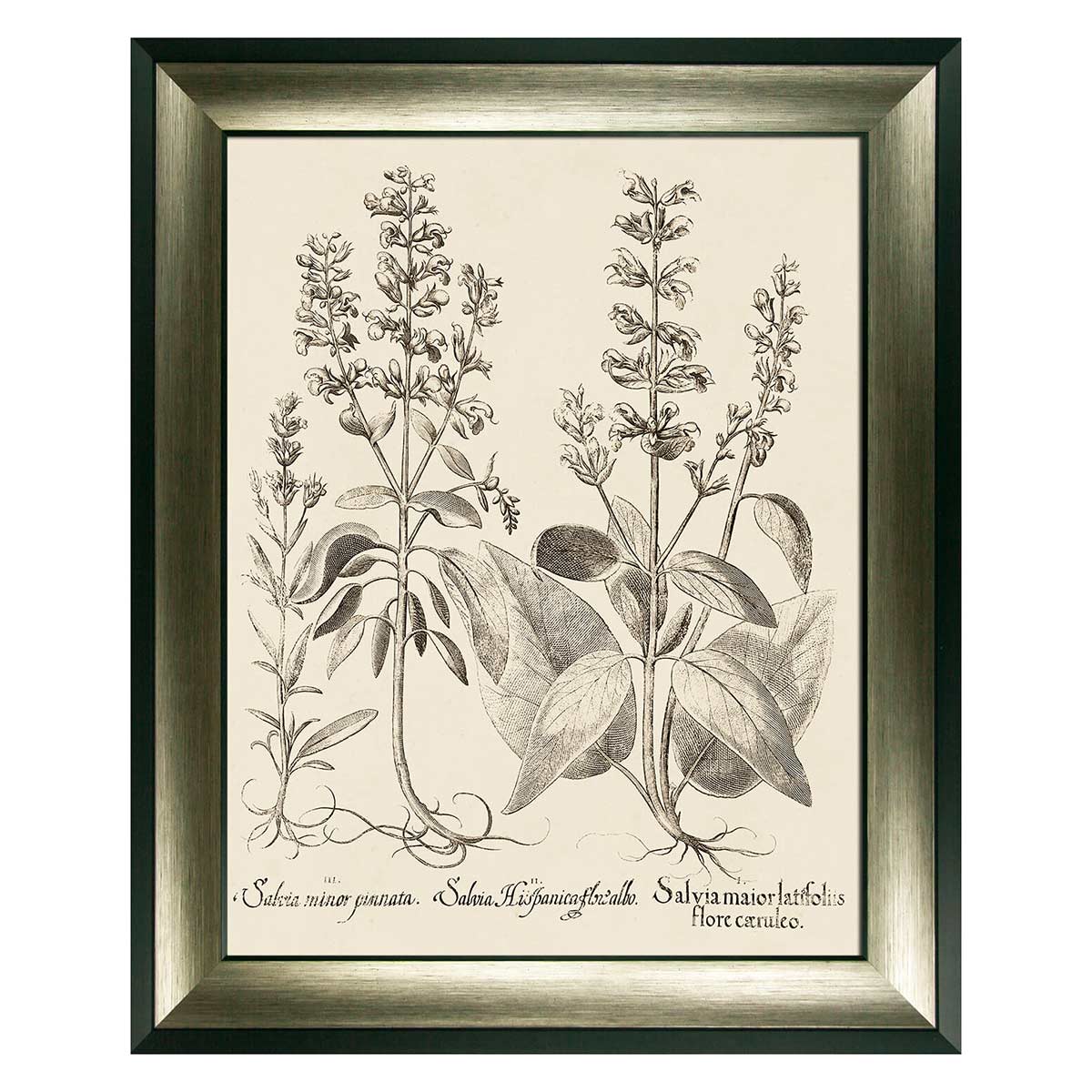 Sepia Botanial Salvia