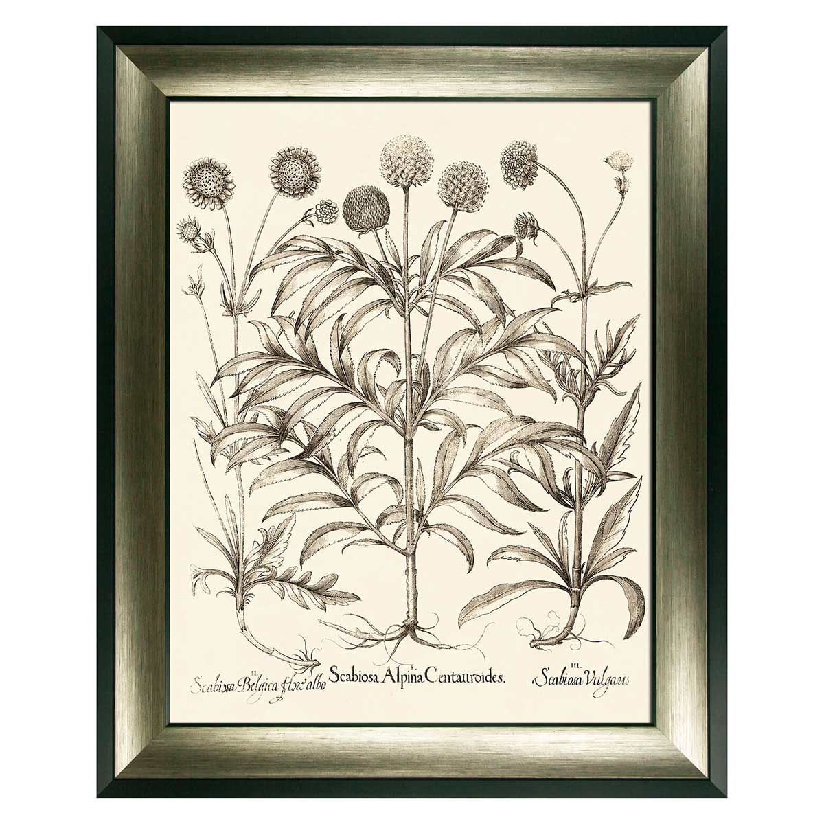 Sepia Botanial Scabiosa