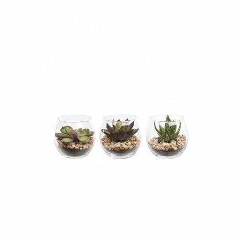 Succulent in a Glass Bowl, Assorted