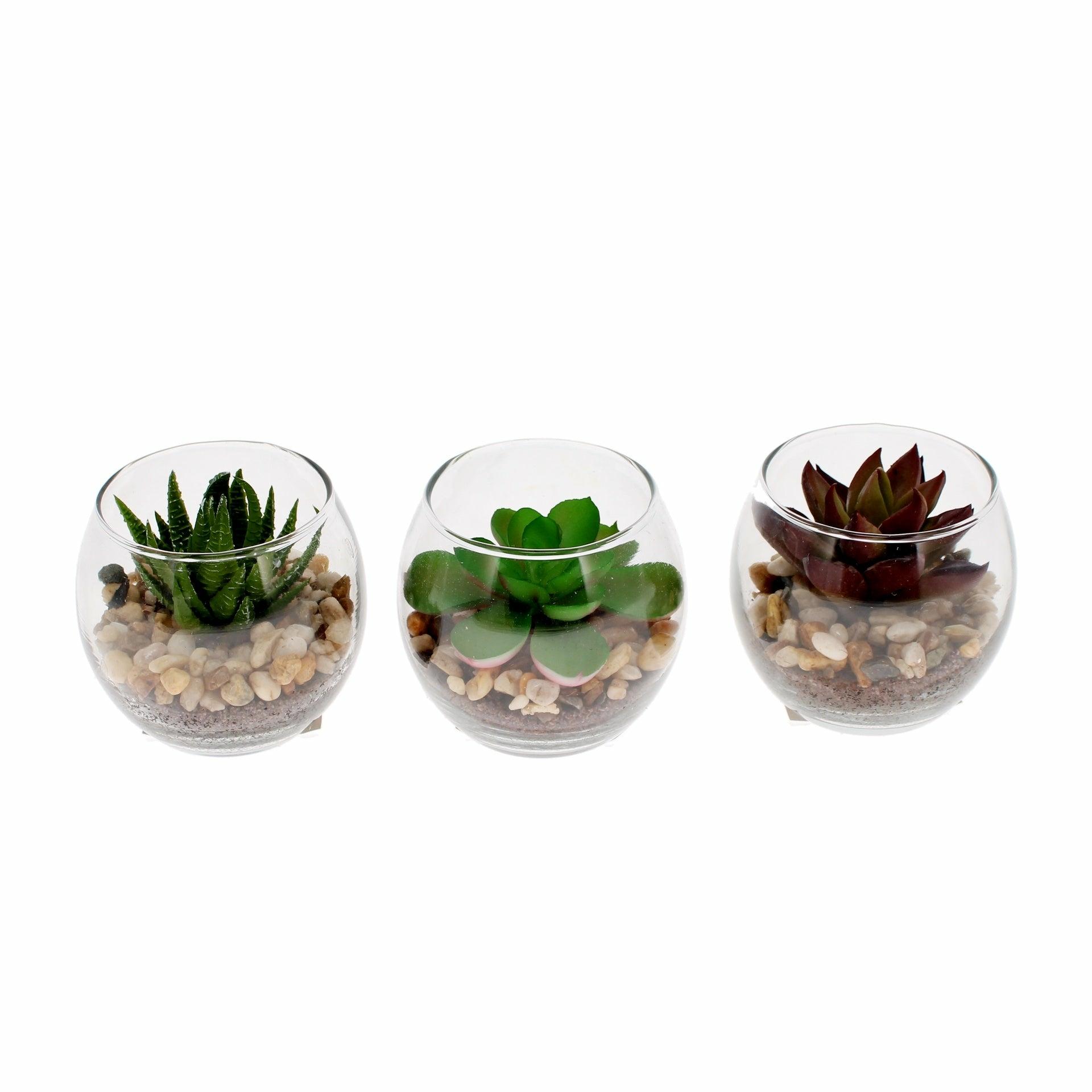 Succulent in a Glass Bowl, Assorted