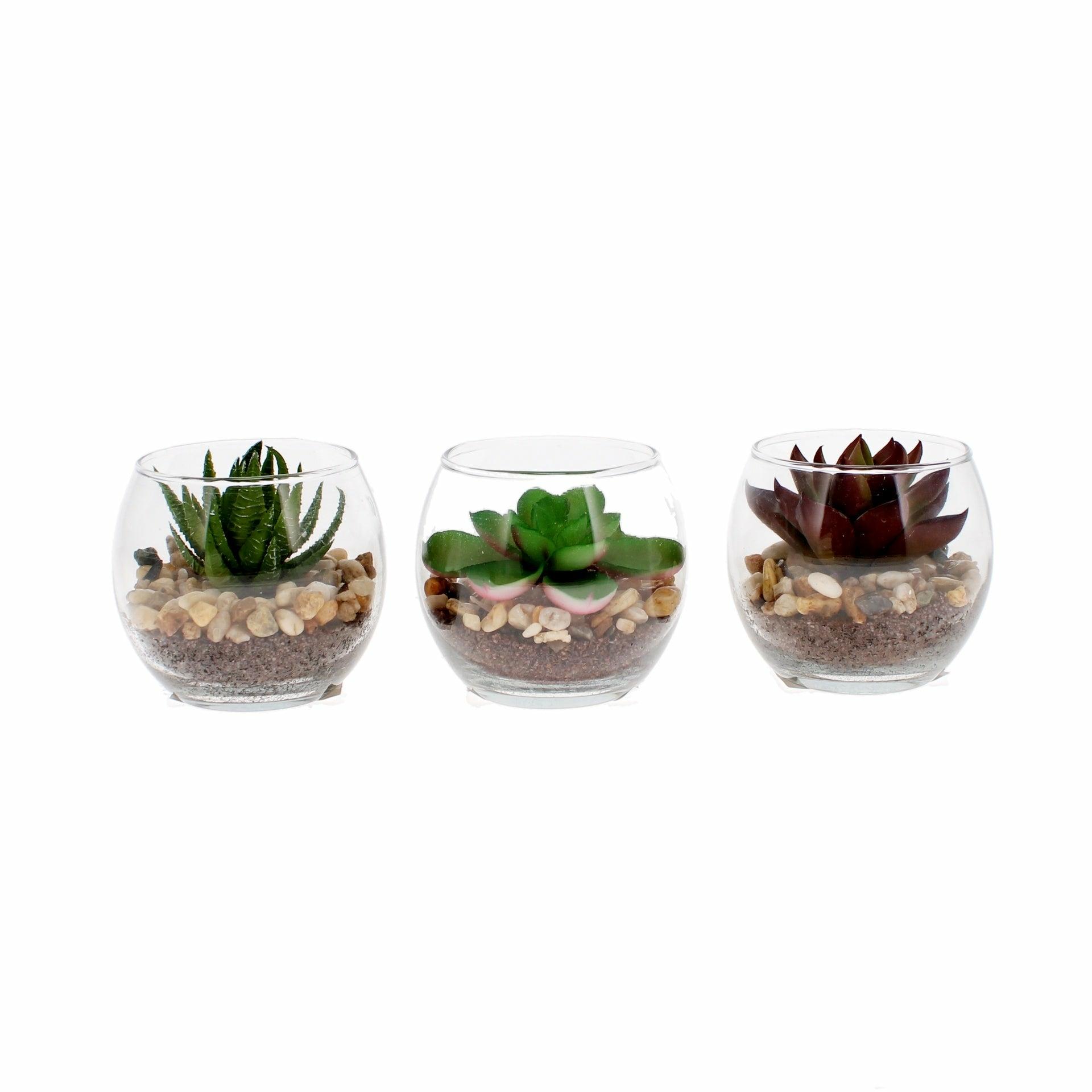 Succulent in a Glass Bowl, Assorted