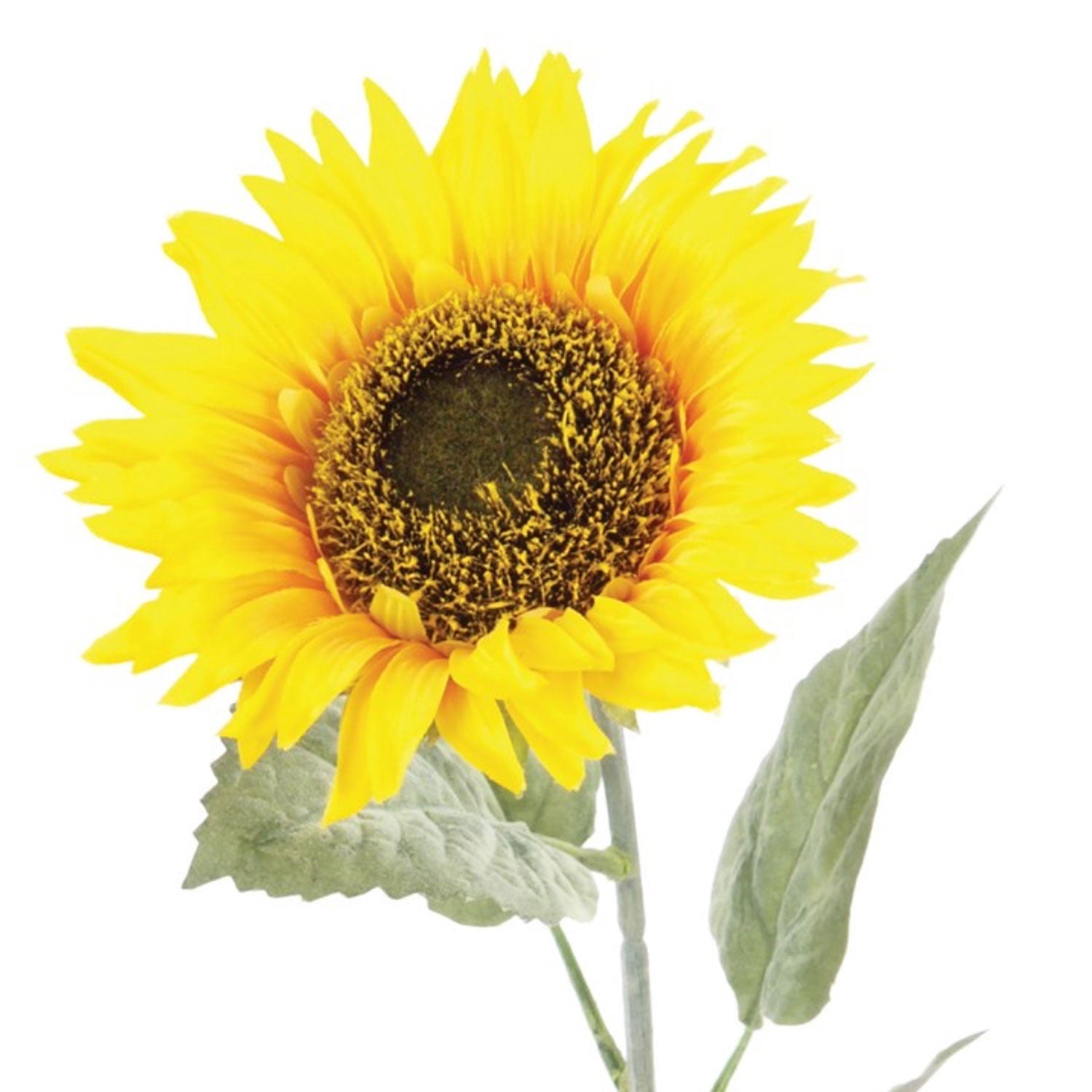Sunflower, 71cm