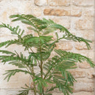 Acacia Plant In Pot - Angela Reed - 