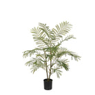 Acacia Plant In Pot - Angela Reed - 
