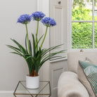 Agapanthus In Pot