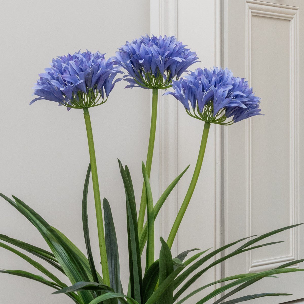 Agapanthus In Pot