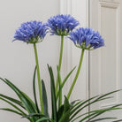 Agapanthus In Pot