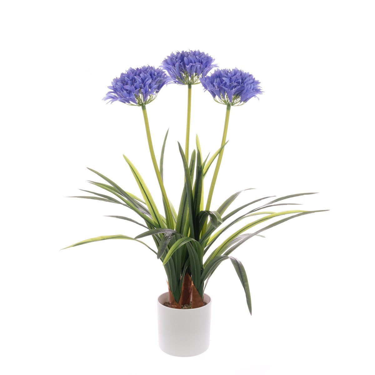 Agapanthus In Pot
