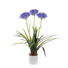 Agapanthus In Pot
