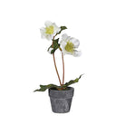 Assorted Hellebore in Pots