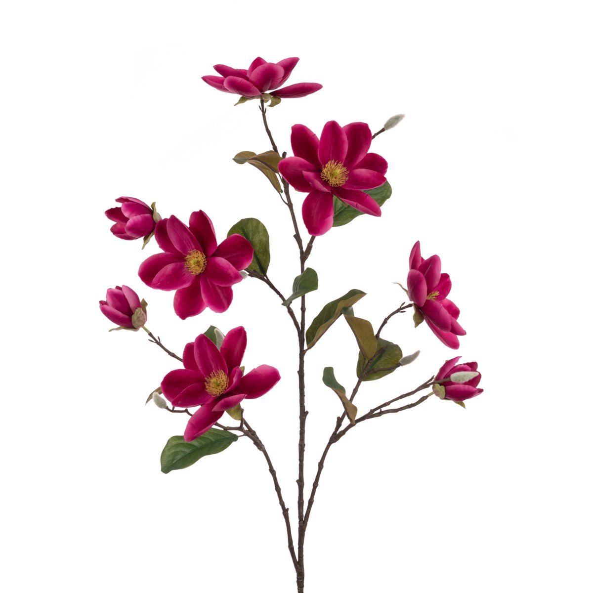Beauty Magnolia Branch