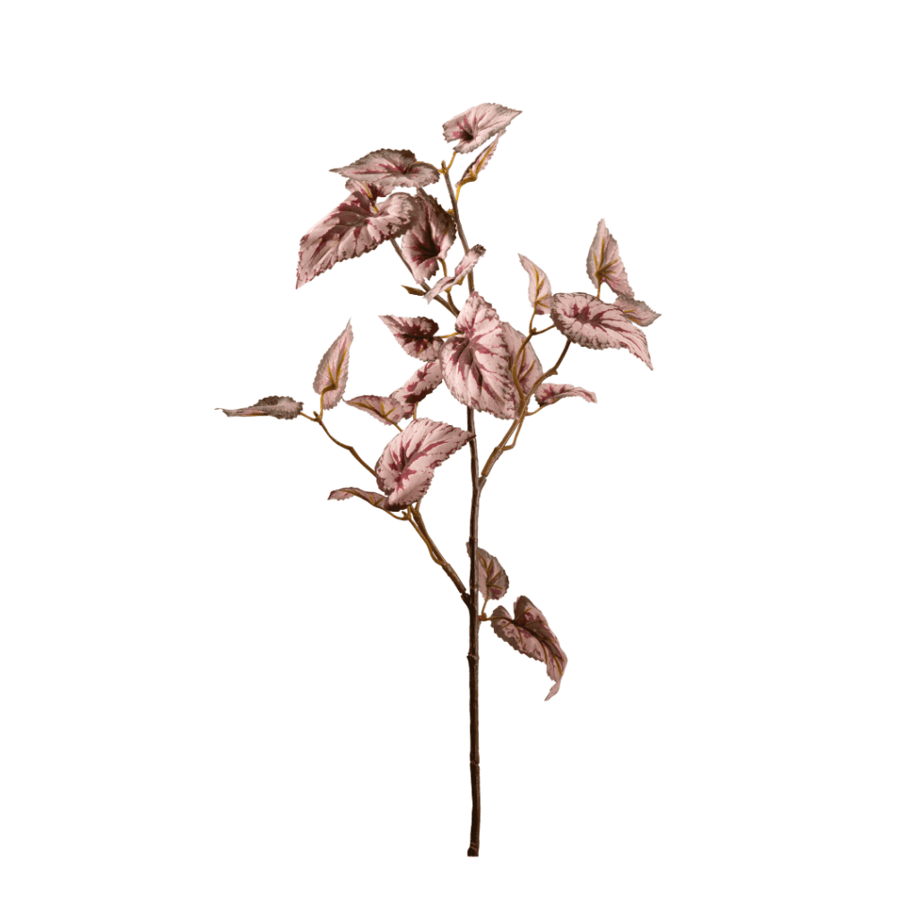 Begonia Rex Rouge - Angela Reed -