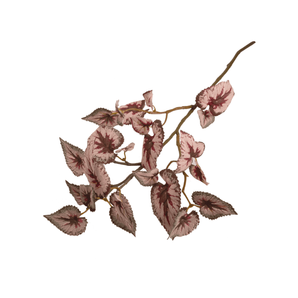 Begonia Rex Rouge - Angela Reed -